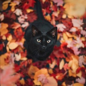 Meet your Posher, Wanda